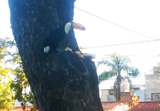Apareció un tucán en una plaza de barrio Guadalupe