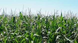 La cadena del maíz y el sorgo debate sobre los desafíos para los próximos 20 años