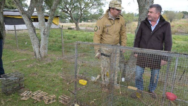Recuperaron y liberaron jilgueros secuestrados en un operativo vial