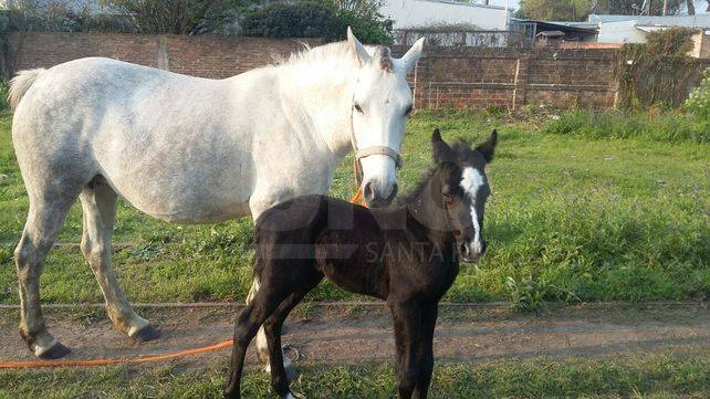 Recuperaron caballos que fueron robados en el departamento Las Colonias