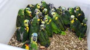 Rescataron más de 500 animales silvestres en un operativo en ruta nacional 34