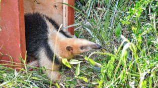 Santa Fe: en un año se rescataron 1.402 animales silvestres y se logró la liberación de 570