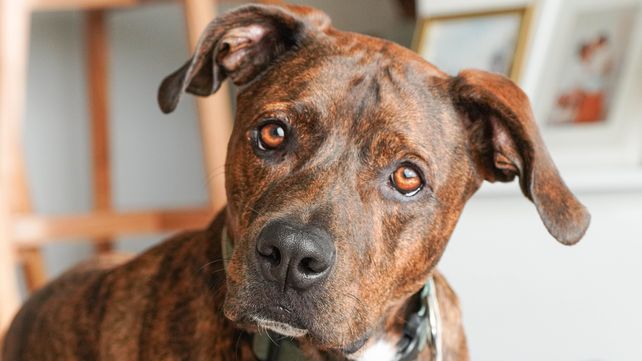Día del Animal: Rosario consolida su perfil como ciudad de mascotas