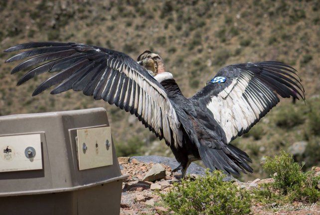 Liberación. Un cóndor se familiariza con las montañas