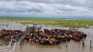 La Sociedad Rural Argentina estima que pueden verse afectadas poco más de 5 millones de cabezas, en las provincias de Entre Ríos, Corrientes, Misiones, Chaco, Buenos Aires y Santa Fe por la crecida del río Paraná.&nbsp;