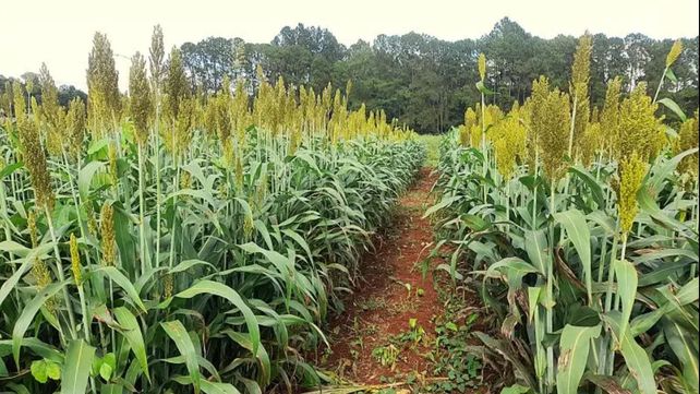 El sorgo forrajero demostró capacidad de adaptación a una amplia diversidad de sistemas ganaderos.