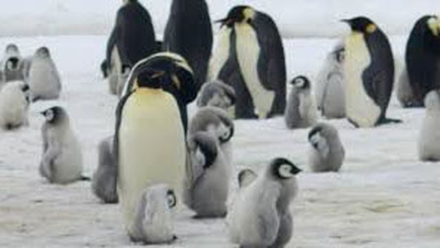 La catástrofe del pingüino emperador: murieron miles de crías en la Antártida