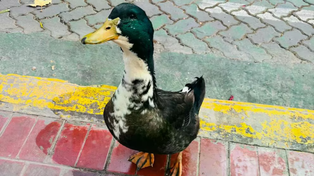 La situación del pato Juan tiene en vilo a la capital mendocina.