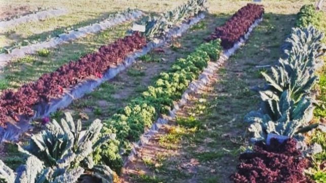 Kale: cosecharlo por la tarde extiende su calidad nutricional