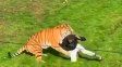 Inglaterra: un hombre murió tras el ataque de un tigre en un parque de vida silvestre