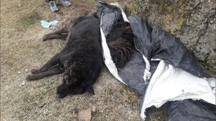 Hallan más de 60 perros muertos en la ciudad de Río Turbio