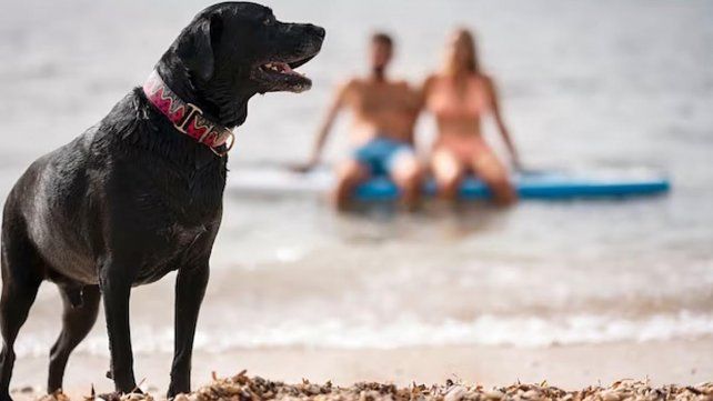 Durante enero y febrero estará disponible la encuesta del área de Turismo de Valle María sobre la modalidad de playa Pet Friendly de acceso con mascotas