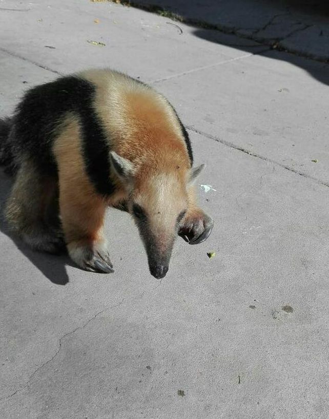 Un santafesino encontró a un oso hormiguero frente a su casa
