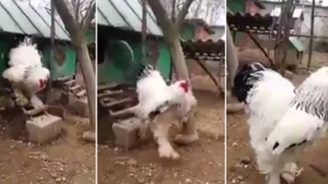 El video de un gallo gigante que sorprendió y abrió el debate en las redes, ¡es real!