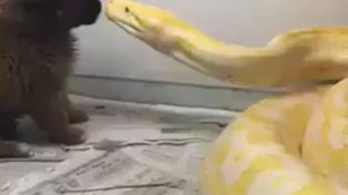 Tremendo video muestra una pitón que se come a un cachorrito que quería jugar