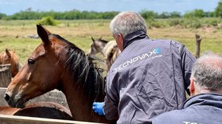 El mosquito y la encefalomielitis equina amenazan el campo
