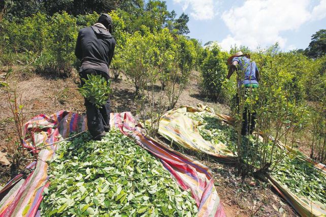 Cosecha. Campesinos colombianos colectando hojas de coca.