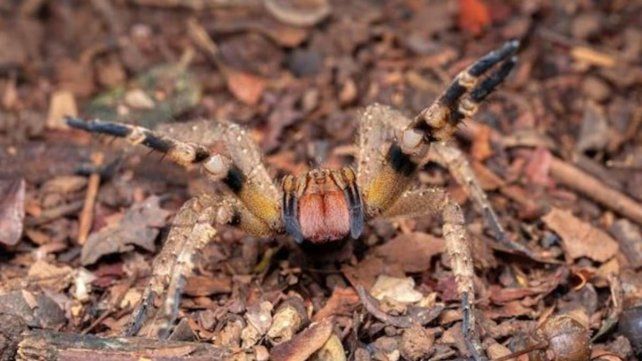 En Uruguay se registraron una decenas de mordeduras causadas por arañas del banano