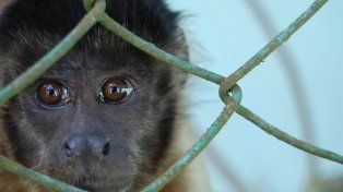 El trafico ilegal de especies silvestres significa el destierro de más de 135 especies en Argentina. Aves, tortugas y monos son las especies más victimizadas&nbsp;
