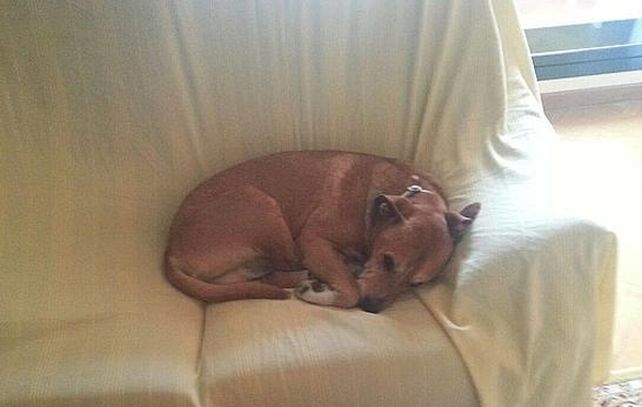 El perro que se convirtió en cuestión de Estado en España.