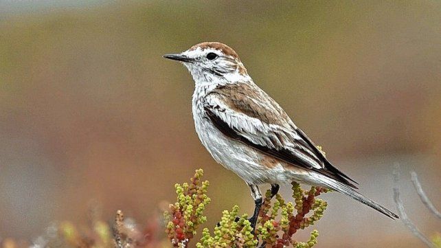 Gran Día Mundial de Observación de Aves: 199 especies avistadas en Entre Ríos