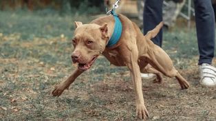 Escena dantesca. El pitbull se encegueció y comenzó a atacar a los vecinos de zona oeste. Hubo 5 heridos.