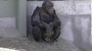 Toti, el chimpancé de 32 años al que buscan trasladar a un santuario en Brasil.