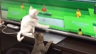 Estos gatos también siguen con fervor los Juegos Olímpicos
