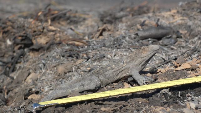 Los reptiles fueron los más perjudicados por los incendios en las islas.