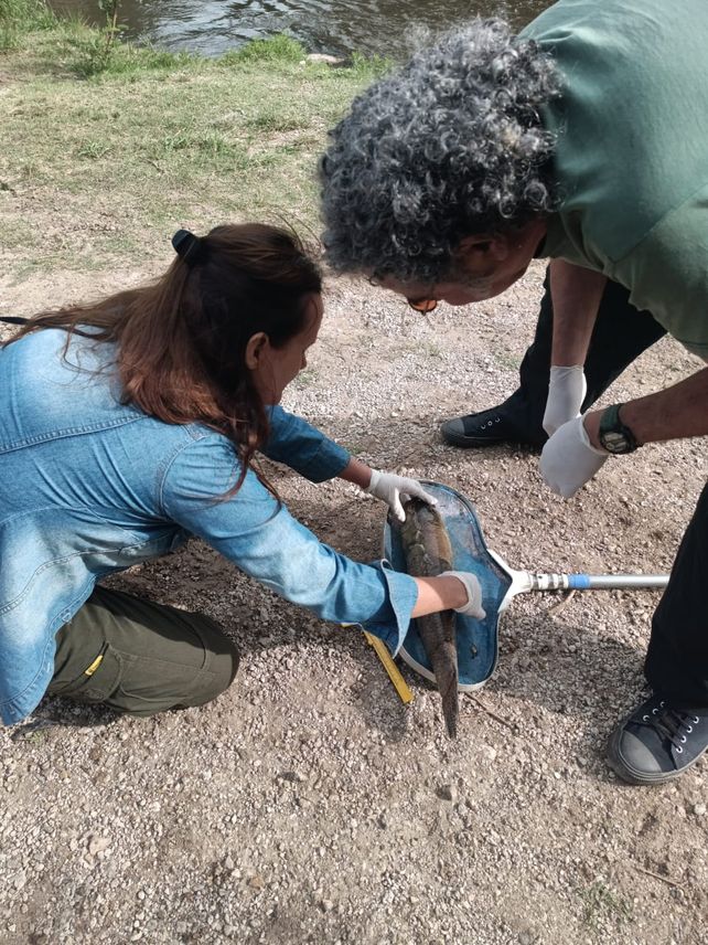 Las lluvias intensas generan pulsos tóxicos en afluentes del río Paraná