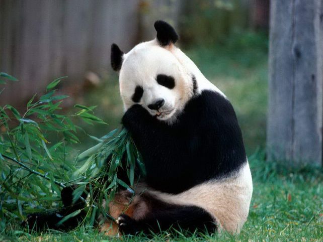 Una buena noticia para los pandas gigantes