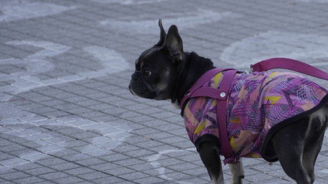 La ropa para perros se volvió habitual entre los tutores de mascotas