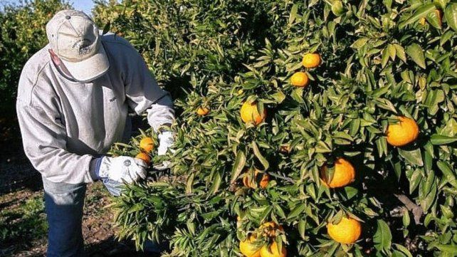 La Unión Europea reabrió su mercado a cítricos argentinos