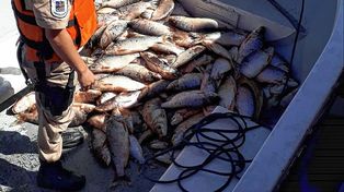 Entre Ríos es la única provincia de la cuenca del río Paraná con rigurosos cupos de pesca