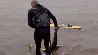 La verdad sobre el yacaré que apareció en la zona de playas de Rosario