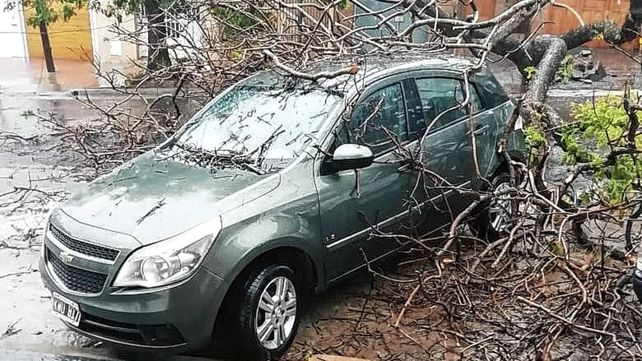 La fuerza del temporal derribó un árbol en calle Alsina.