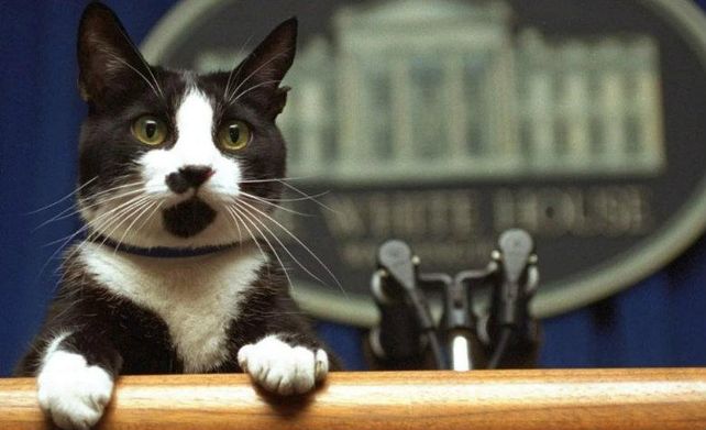 Día Internacional del gato: cómo nace y por qué se celebra la jornada