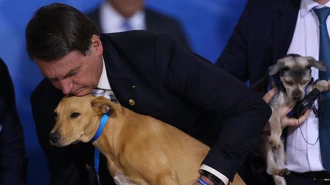 Bolsonaro ratificó una ley que endurece las penas a los que maltratan perros y gatos