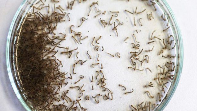 El Ministerio de Salud de la Nación confirmó 129 muertes por dengue y más de 180 mil casos desde agosto a marzo. Es el brote más grande registrado.