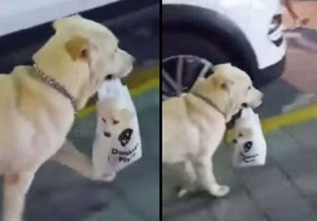 Pura ternura: un perro lleva a pasear a su cachorro en una bolsita