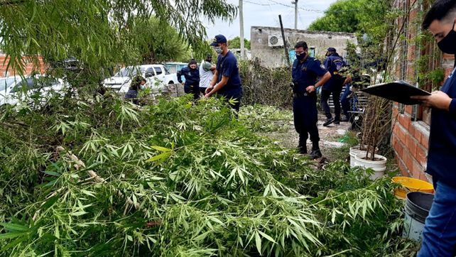 Paraná: encontraron plantas de marihuana de cuatro metros&nbsp;