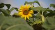 El girasol saca ventaja para la nueva campaña: mejores márgenes y una ventana para asegurar precios