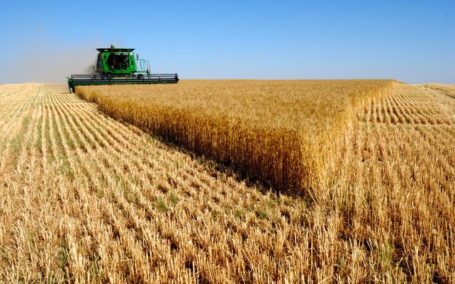 La cosecha de trigo fue récord en la campaña 2025/26. El aumento del costo de los fertilizantes afecta la previsión de siembra para el próximo ciclo.