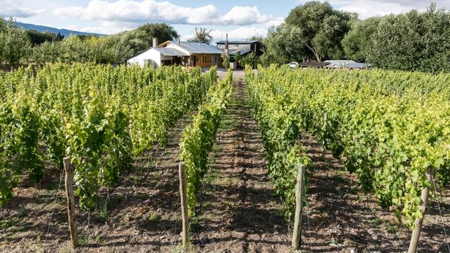 Chubut: Los viñedos más australes del mundo