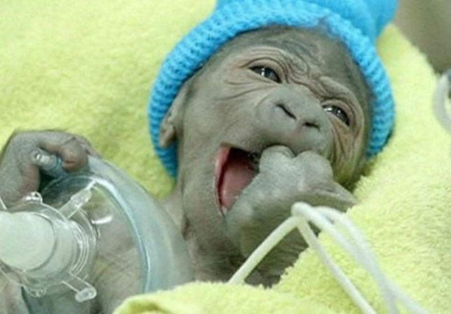 VIDEO: Mirá el tierno nacimiento de un gorila por cesárea