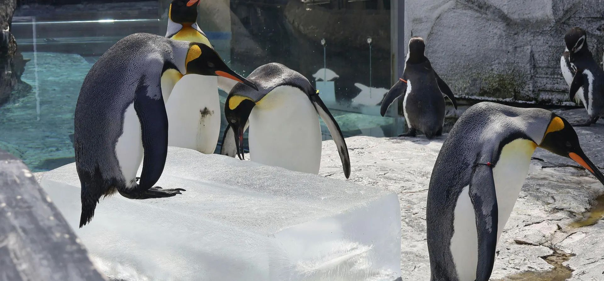 Asahikawa, Japón. Pingüinos se reúnen alrededor de un bloque de hielo en el zoológico de Asahiyama en Hokkaido. Fotografía: AP Asahikawa, Japón. Pingüinos se reúnen alrededor de un bloque de hielo en el zoológico de Asahiyama en Hokkaido. Fotografía: AP