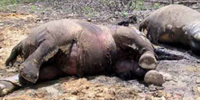 Mataron a Osama Bin Laden..., el elefante asesino de la India