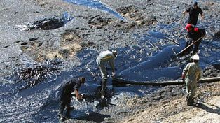 Rescataron 60 aves empetroladas por derrame de petr&oacute;leo en Chubut