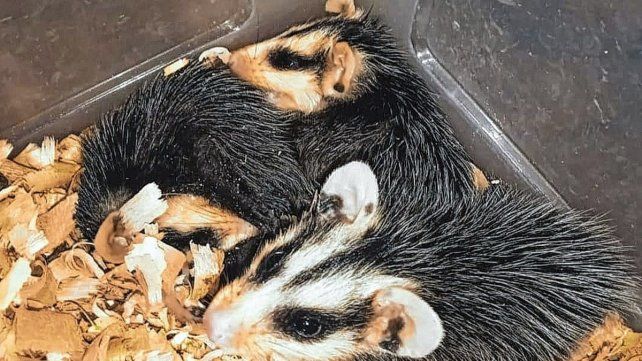 Vecinos ayudaron en el rescate de comadrejas y un zorrito