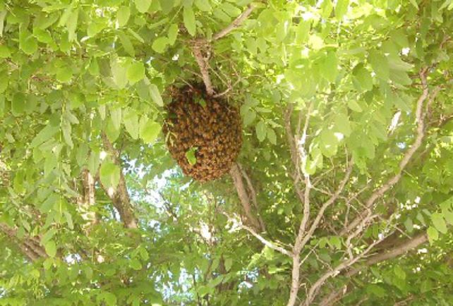 Las abejas se instalan en árboles y columnas.